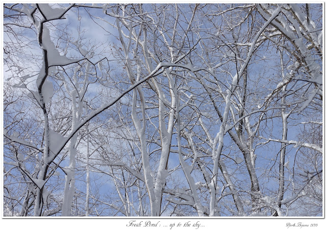 Fresh Pond: ... up to the sky...