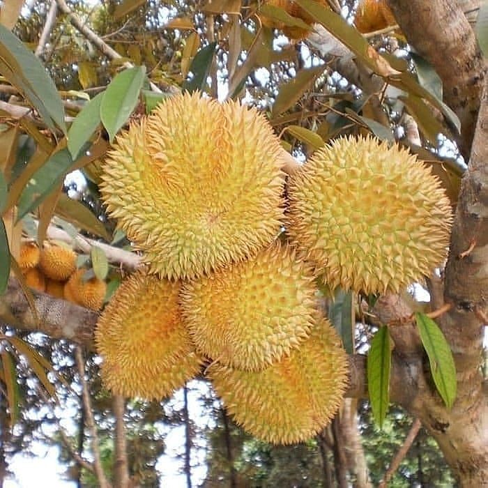 pohon duren durian ekslusif dan terbatas Banten