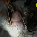 Bebê recém-nascido é achado com vida em um cano de esgoto
