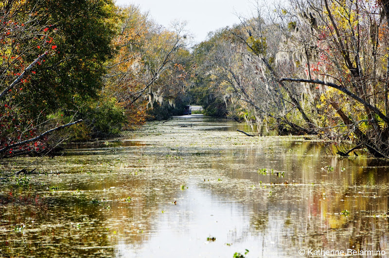 New Orleans Swamp Tour Canal