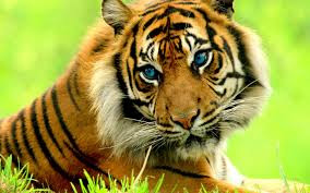 Best Latest HD tiger beautiful photos images pic wallpaper free download 10