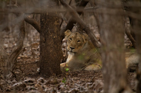 Gujarat wildlife photography
