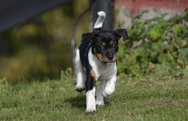 dansk svensk gårdshund valper