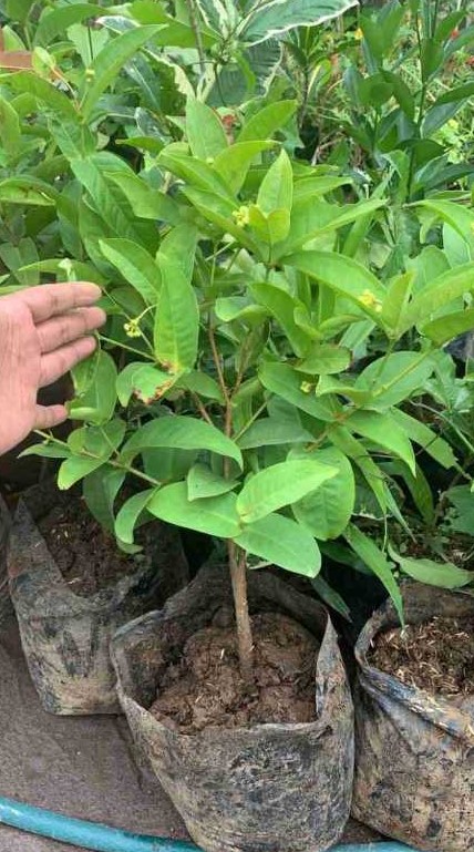 bibit pohon jambu kancing merah stok sangat banyak Pekanbaru