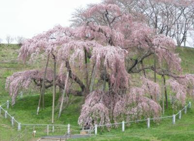 Arti Bunga Sakura Bagi Masyarakat Jepang.  PUBLIC'S BLOG