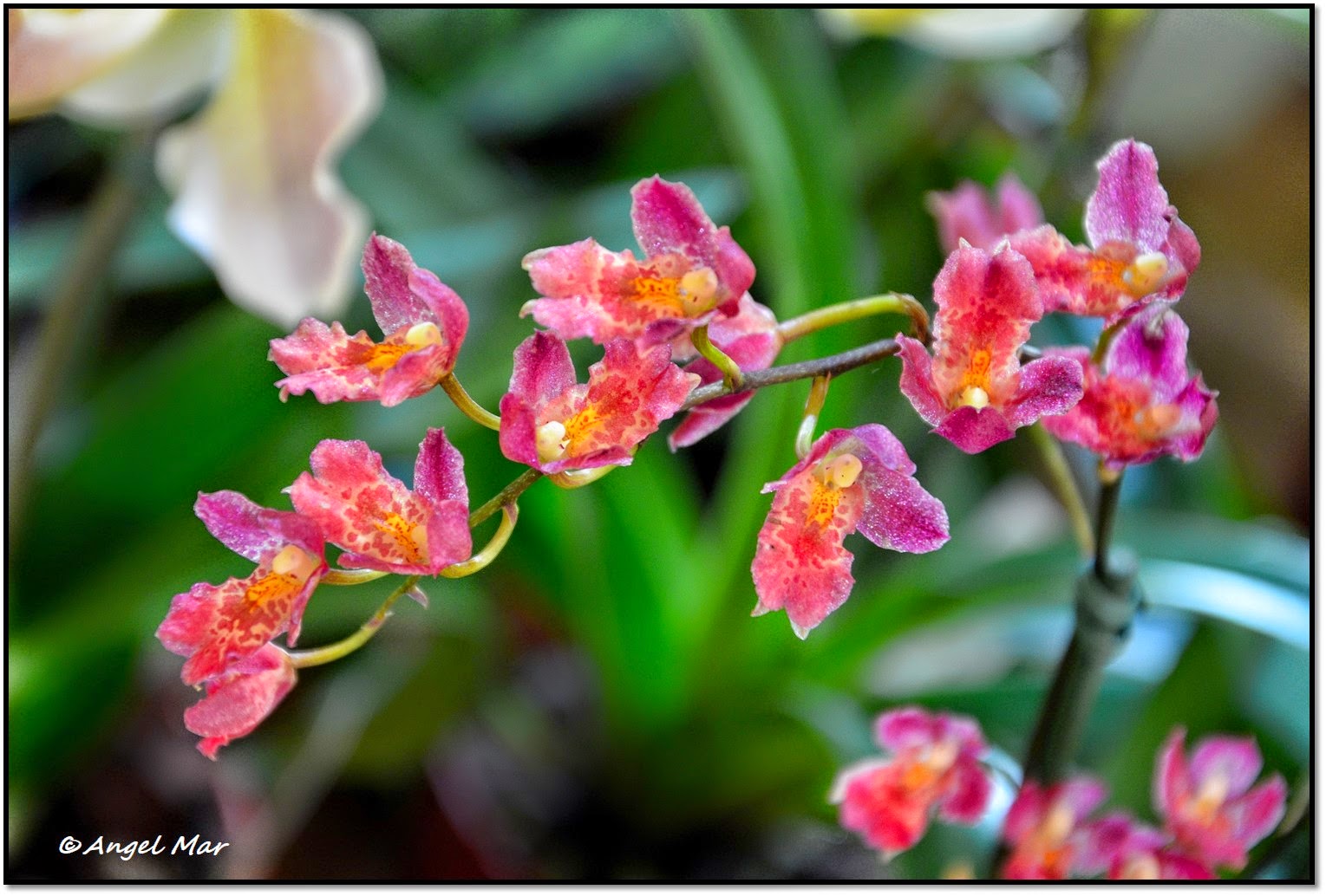 Orquídea de flores Descargar Fotos gratis Freepik - Ver Imagenes De Flores De Orquideas