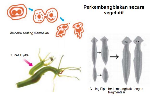  Contoh  Cara Perkembangbiakan Hewan  secara Vegetatif dan 