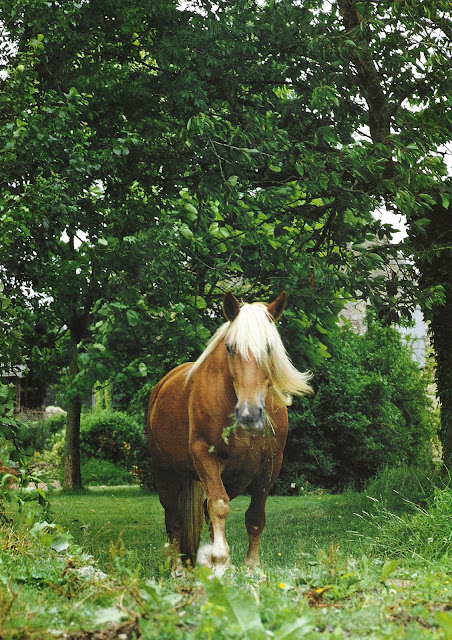 Horse Beautiful. Image via Côté Ouest, Aout-Sept 2003, edited by lb for linenandlavender.net