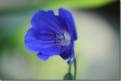 Geranium 'Orion'