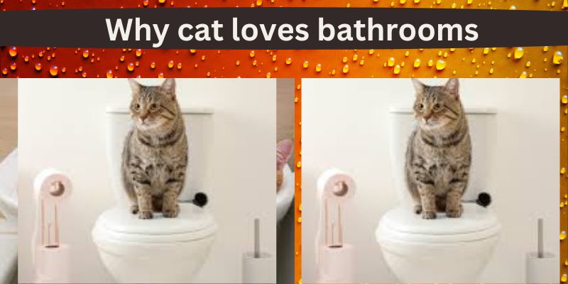 Why cat loves bathrooms