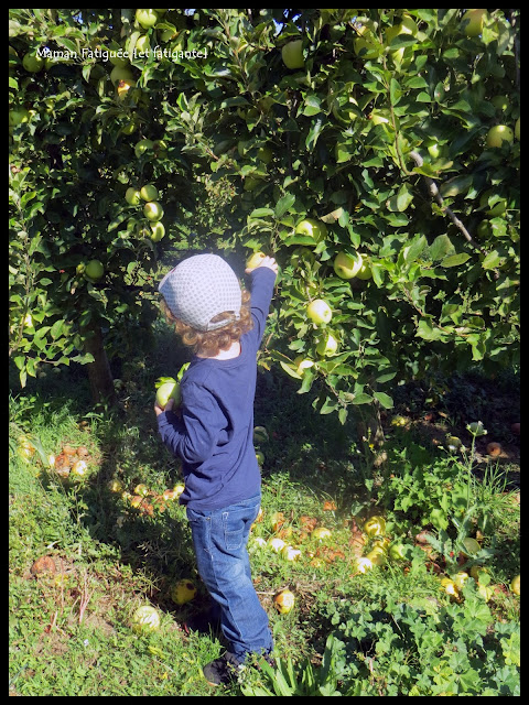 cueillette pomme domaine astro vidauban