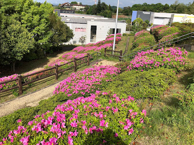 津田サイエンスヒルズ　春の『空見の丘公園』