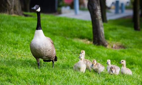 Baby Bird And Mom Bird