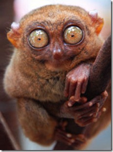 Tarsier