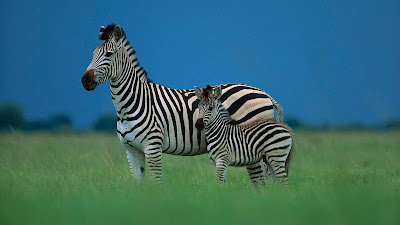 Zebra Wallpapers