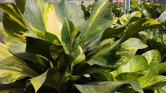 Aphelandra squarrosa