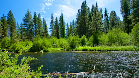 The Metolius River is being invaded by non-native ribbon grass