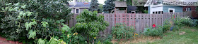 a panoramic photo of squash vine climbing a tree, a peach tree, raised beds and a compost bin