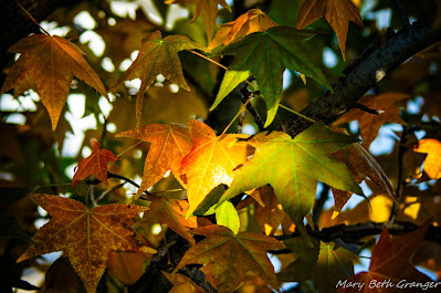 fall leaves photo by mbgphoto