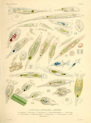 Philodinaea, Actinurus, Monolabis, Philodina