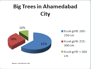 big trees, trees in Ahemedabad, indian city 