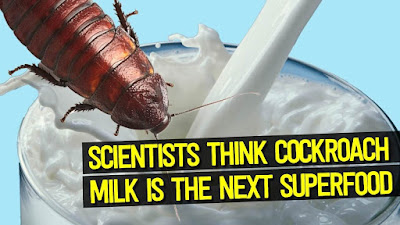 Crystal cockroach milk