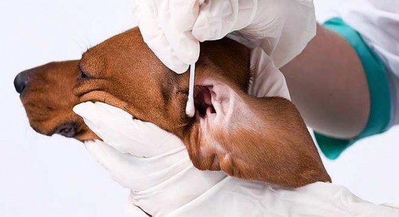 Dog Ear Treatment9