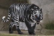 Block Tiger. Block Tigers is very dangeras animals and king of the forest