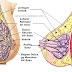  Struktur Anatomi Payudara