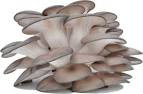 Cultivation of oyster mushroom in hindi