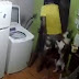 Vídeo: ladrão invade casa e exige socorro após ser mordido por cão; Assista!