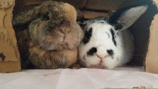 https://www.facebook.com/Angel-Snoopy-Sweetpea-and-Sammy-Lamby-Flopsalot-III-much-loved-bunnies-626105324162828/