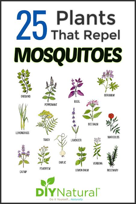 mosquito repellent plants indoor, mosquito repellent plants outdoor, natural mosquito repellent plants,