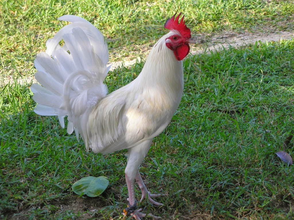 BEBERAPA GAMBAR AYAM  SABUNG FILIPINA Berbagai Macam Ayam 