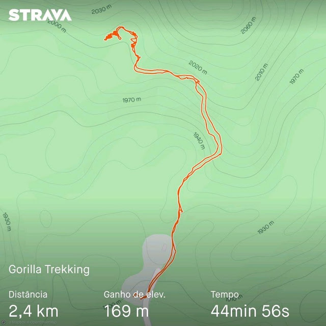 gorilas_montanhas_uganda_bwindi