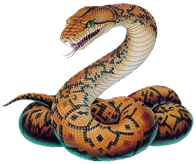 snake,animalia,chordata,reptilia,Squamata,Varanoidea,Serpentes