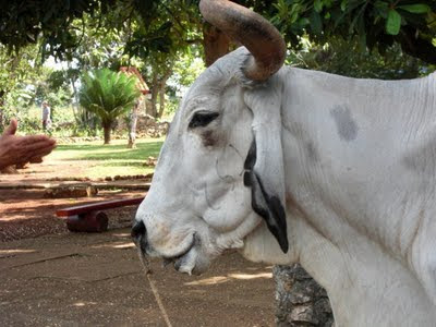 zébu, cornes, Cuba