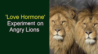 Results of Love Hormone Experiment on Angry lions