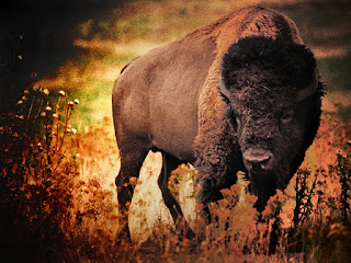 bison animals wallpaper HD quality status picture and facebook photos wathsapp status