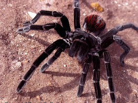 Tarantula Wallpapers