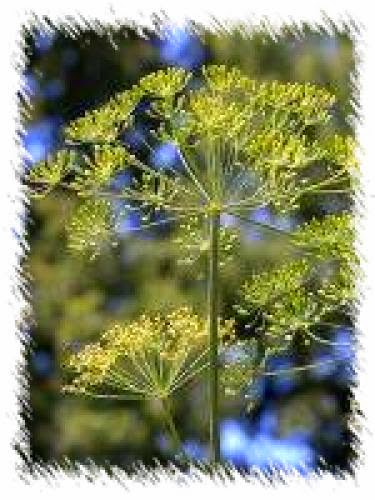 Dill