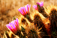 Desert Blooms