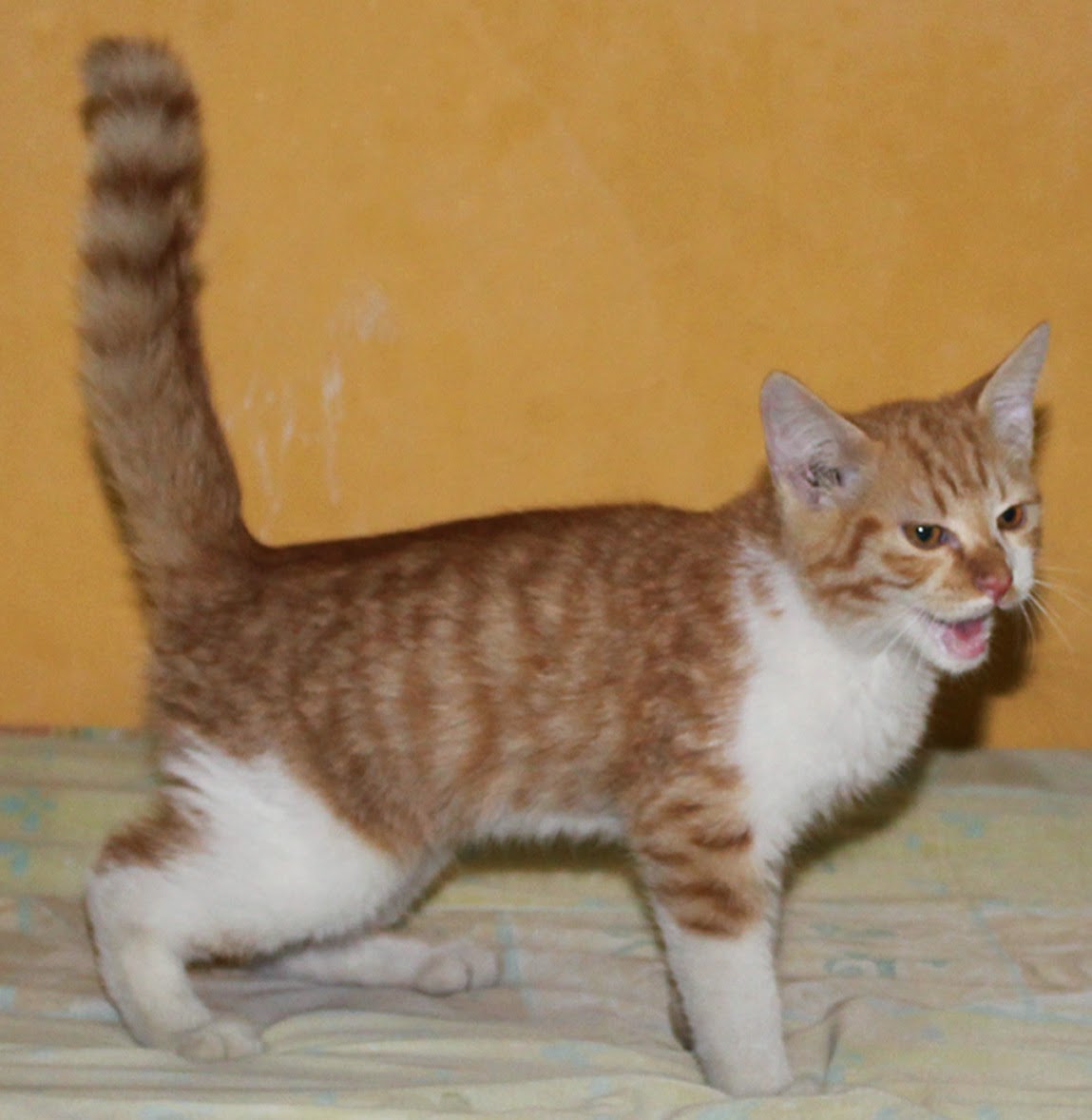 HARGA ANAK KUCING PERSIA ~ SEGITU PETSHOP