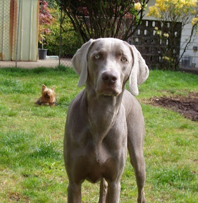 Weimaraner