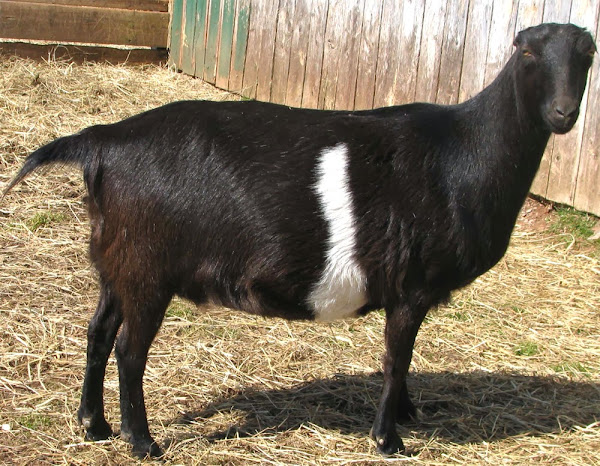 Lamancha Goats Characteristics Feeding Breeding