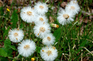 Dandelion Gone To Seed