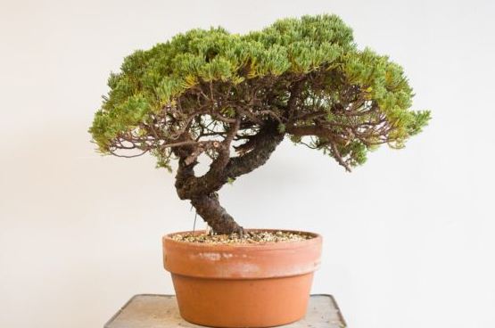 Inilah procumbens juniper yang telah ditanam sebagai pra-bonsai selama lebih dari 15 tahun.