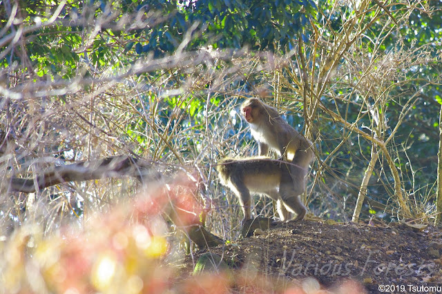 Japanese monkey