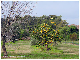 Naranjo-Chacra Educativa Santa Lucía