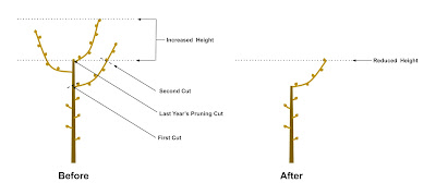 Maintain the Same Height in Fruit Trees